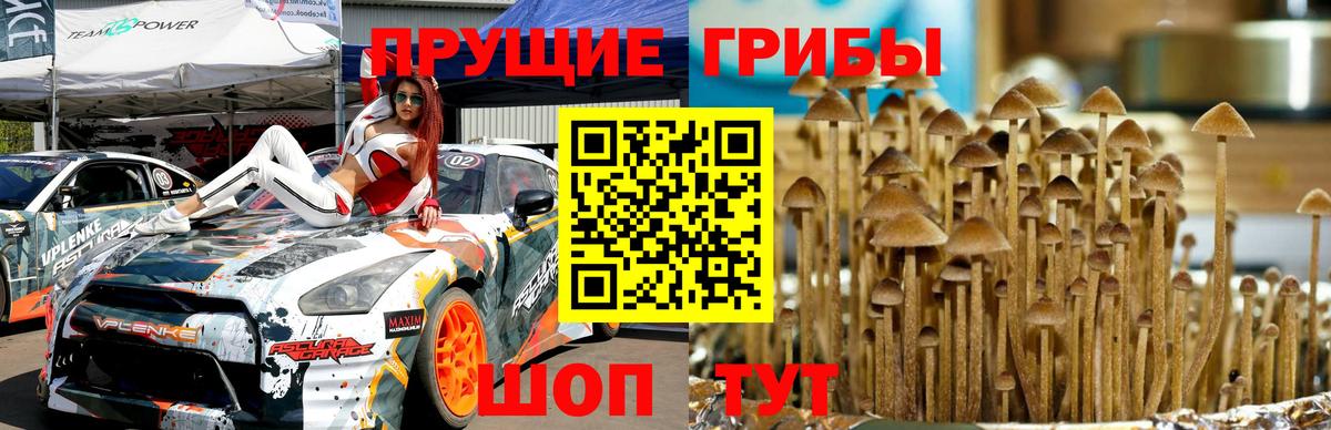 Псилоцибиновые грибы GOLDEN TEACHER  Вход с VPN  Выкса 